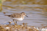 Temminck s Stint (Calidris temminckii)