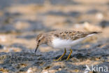 Temmincks Strandloper (Calidris temminckii)