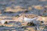 Temminck s Stint (Calidris temminckii)