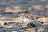 Temmincks Strandloper (Calidris temminckii)