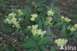 scarlet elderberry (Sambucus racemosa)