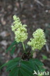 scarlet elderberry (Sambucus racemosa)