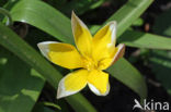 Tulp (Tulipa)