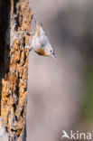 Krueper s Nuthatch (Sitta krueperi) 