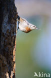 Krueper s Nuthatch (Sitta krueperi) 