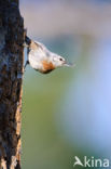 Krueper s Nuthatch (Sitta krueperi) 