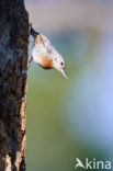 Krueper s Nuthatch (Sitta krueperi) 