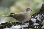 Turkse Tortel (Streptopelia decaocto)