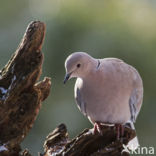 Turkse Tortel (Streptopelia decaocto)