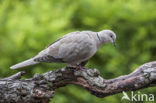 Collared Turtle Dove (Streptopelia decaocto)