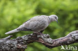 Turkse Tortel (Streptopelia decaocto)