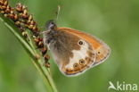 Tweekleurig hooibeestje (Coenonympha arcania) 