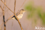 Olivaceous Warbler (Hippolais pallida)