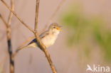 Olivaceous Warbler (Hippolais pallida)