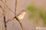 Vale Spotvogel (Hippolais pallida)