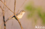 Olivaceous Warbler (Hippolais pallida)