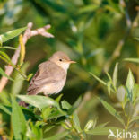 Olivaceous Warbler (Hippolais pallida)