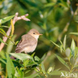 Olivaceous Warbler (Hippolais pallida)