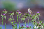 Olivaceous Warbler (Hippolais pallida)