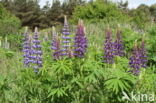 Vaste lupine (Lupinus polyphyllus)