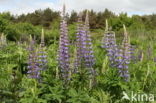 Vaste lupine (Lupinus polyphyllus)