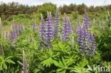 Vaste lupine (Lupinus polyphyllus)