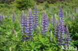 Vaste lupine (Lupinus polyphyllus)