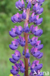 Vaste lupine (Lupinus polyphyllus)