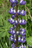 Vaste lupine (Lupinus polyphyllus)