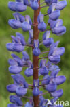 Vaste lupine (Lupinus polyphyllus)