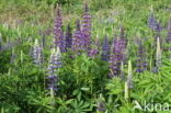 Vaste lupine (Lupinus polyphyllus)