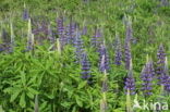 Vaste lupine (Lupinus polyphyllus)