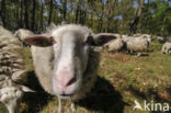 Veluws heideschaap (Ovis domesticus)