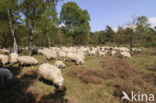 Veluws heideschaap (Ovis domesticus)