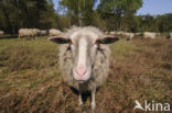 Veluws heideschaap (Ovis domesticus)