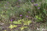 Common Butterwort (Pinguicula vulgaris)