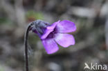 Common Butterwort (Pinguicula vulgaris)