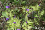 Common Butterwort (Pinguicula vulgaris)