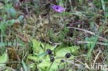 Common Butterwort (Pinguicula vulgaris)