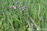 Common Butterwort (Pinguicula vulgaris)