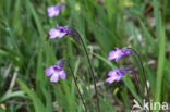 Common Butterwort (Pinguicula vulgaris)