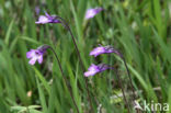 Common Butterwort (Pinguicula vulgaris)