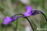 Common Butterwort (Pinguicula vulgaris)