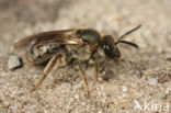 Viltige groefbij (Lasioglossum prasinum)