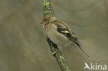 Vink (Fringilla coelebs)