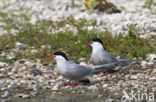 Common Tern (Sterna hirundo)