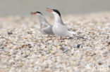 Common Tern (Sterna hirundo)