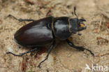 Vliegend hert (Lucanus cervus)