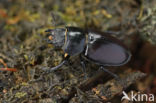 Vliegend hert (Lucanus cervus)