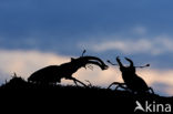 Vliegend hert (Lucanus cervus)
